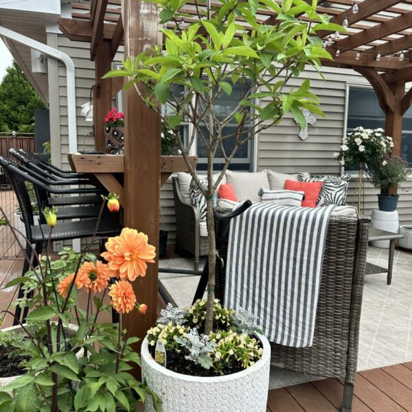 5 Best Place to Find the Cheapest Outdoor Planters