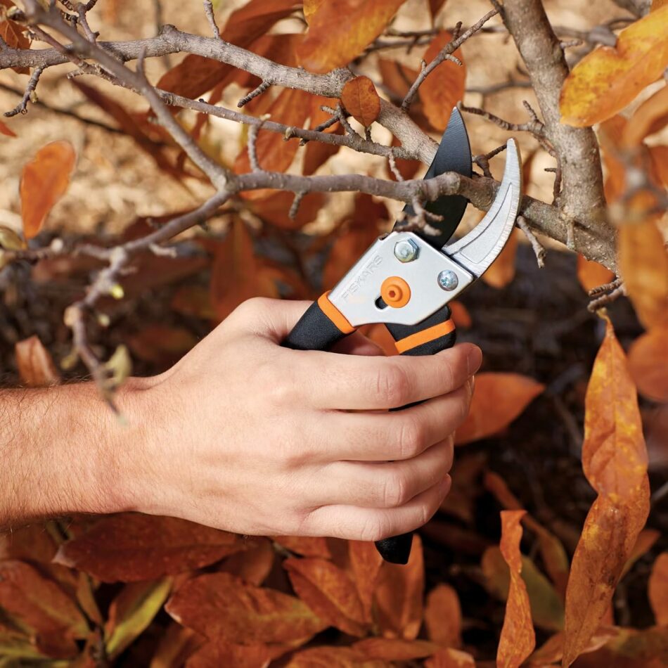 pruning shears for beginners